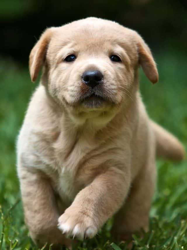 Top 10 Reasons Labs Are the Best Family Dogs