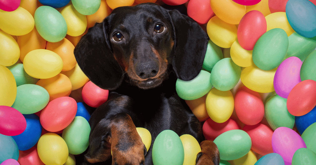 Can Puppies Eat Eggs Everyday