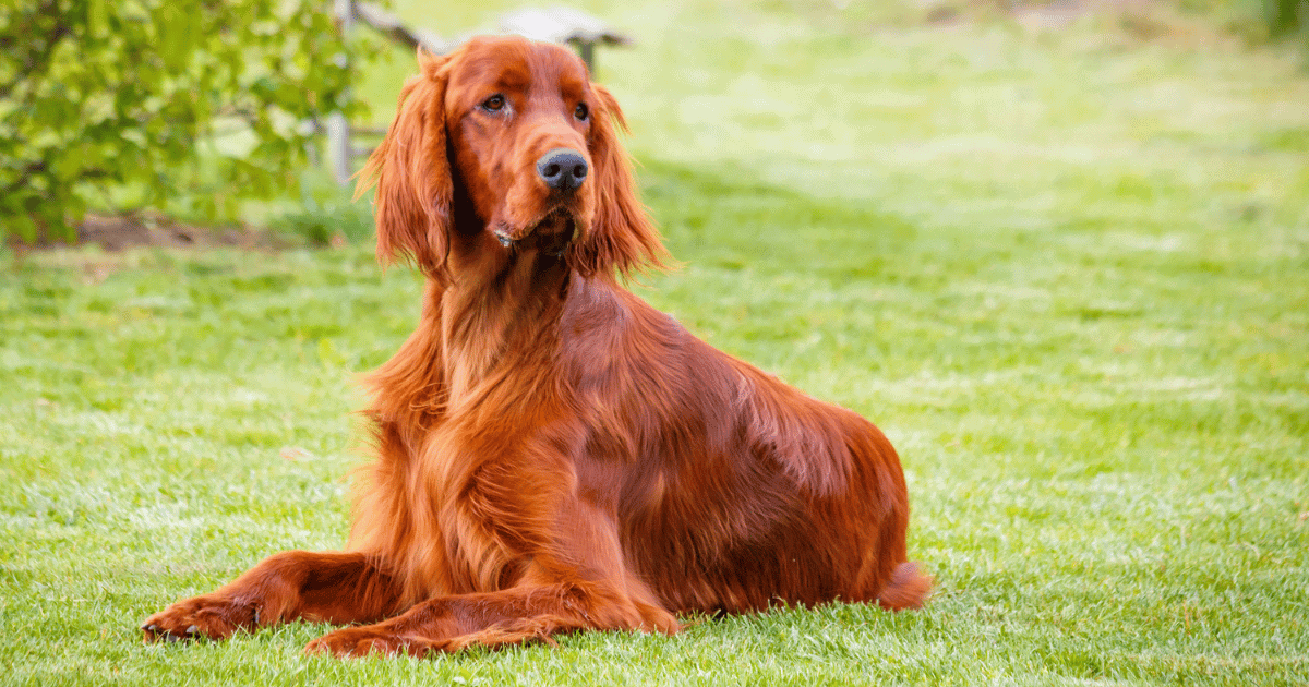 7 Crucial Things To Know BEFORE Getting An Irish Setter