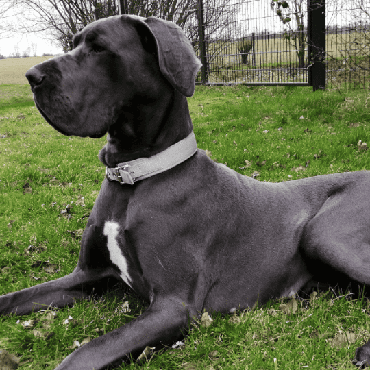 7 Reasons Why Great Danes Lose Hair