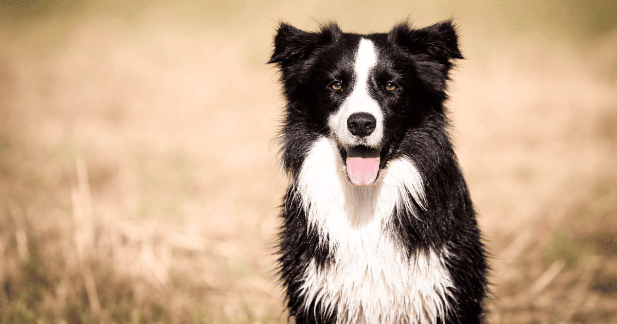 8 Brain Games For Border Collies Mental Stimulation Tips