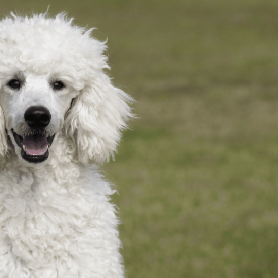 9 Things To Know Before You Get a Poodle
