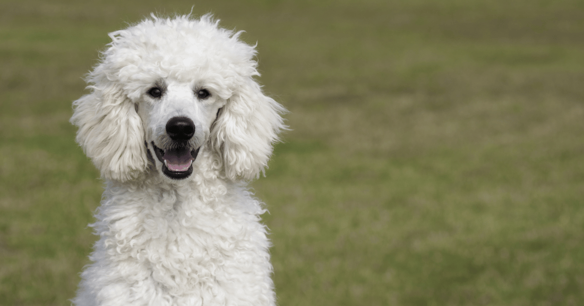 9 Things To Know Before You Get a Poodle