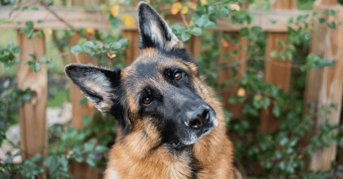 Are Australian Shepherds Prone To Seizure