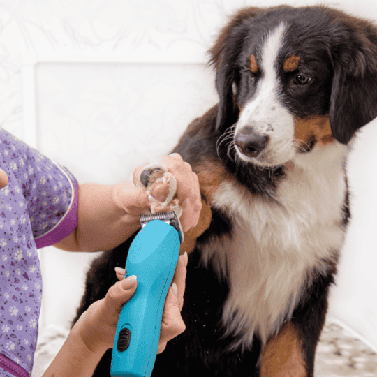 Are Bernese Mountain Dogs High Maintenance