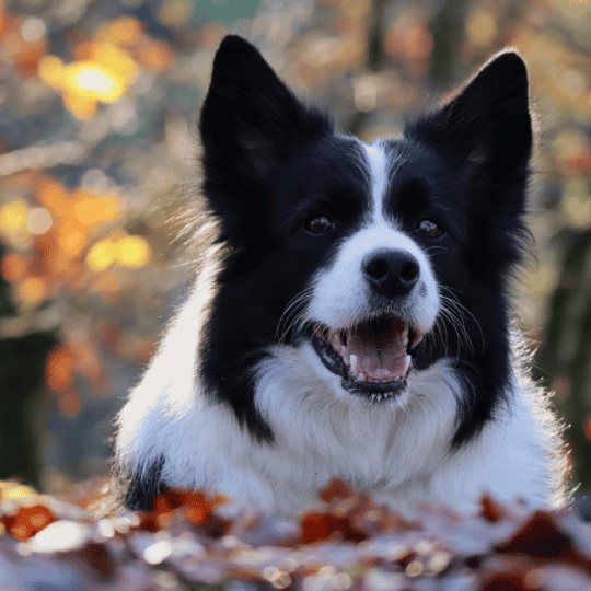 Are Border Collies Good For First Time Owners