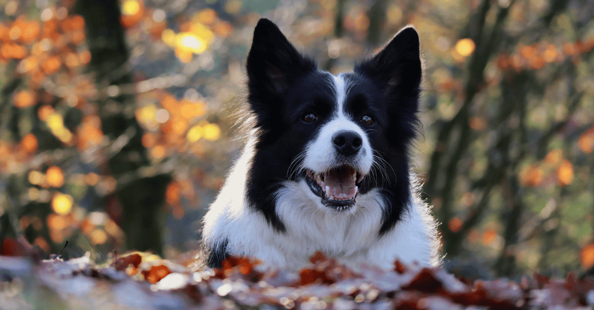 Are Border Collies Good For First Time Owners