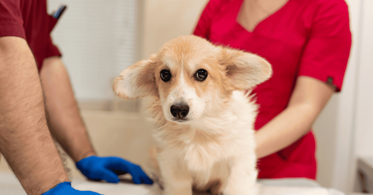 Are Corgis Healthy Dogs