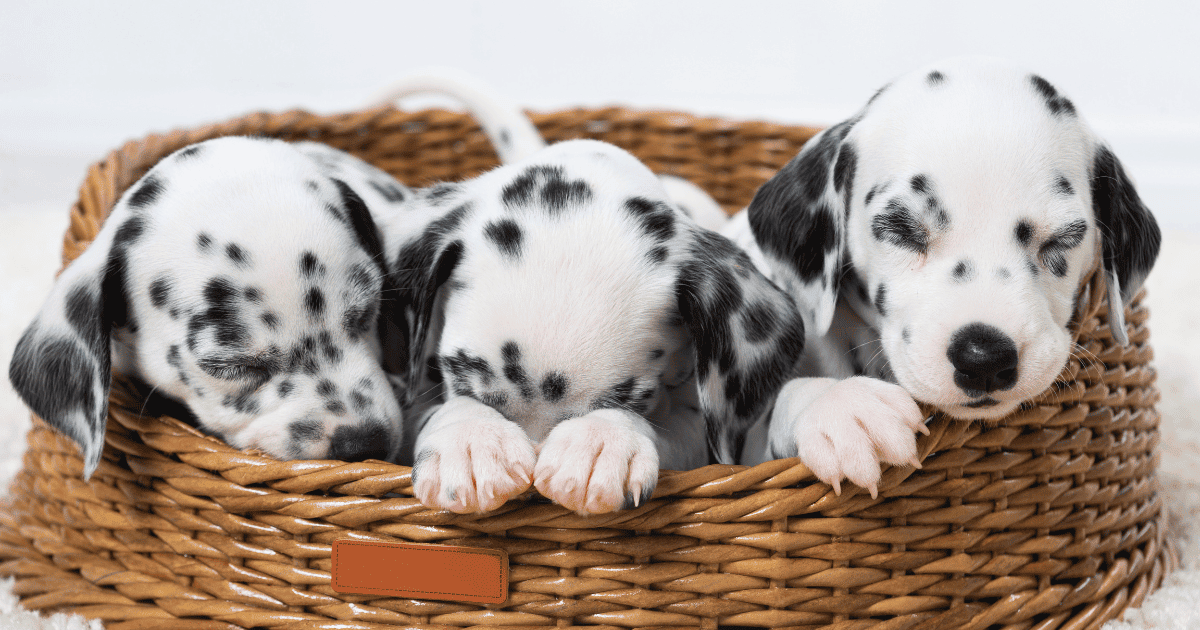 Are Dalmatians Born With Spots