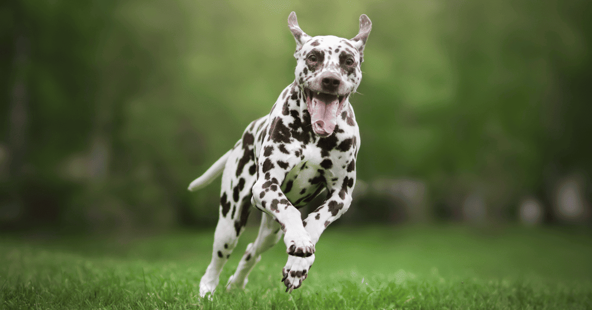 Are Dalmatians Good Running Dogs