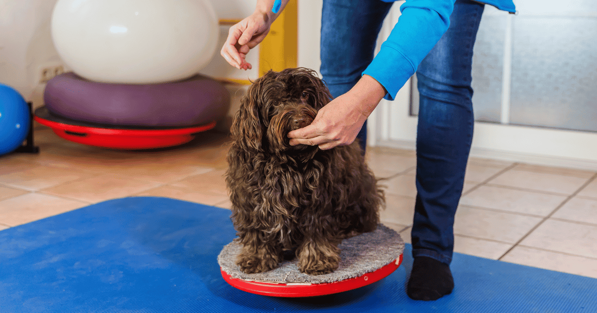 Are Havanese Easy To Train