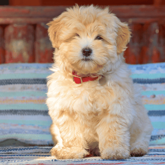 Are Havanese Good For First Time Owners