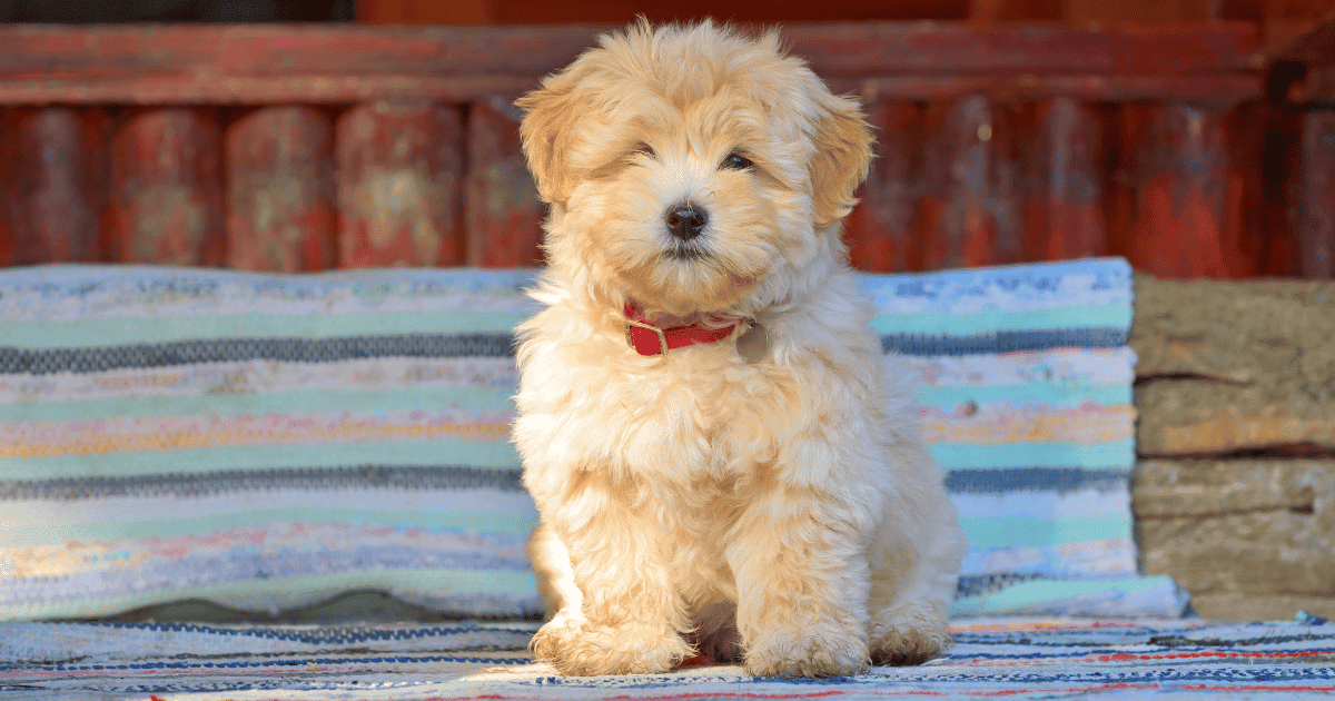 Are Havanese Good For First Time Owners