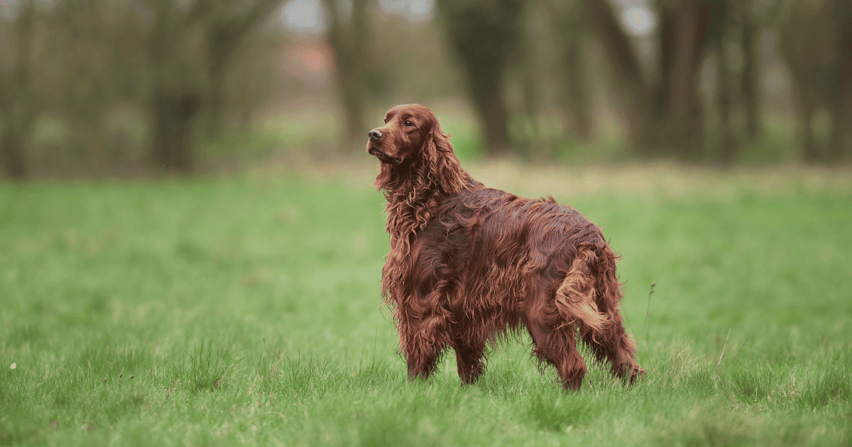 Are Irish Setters Good With Cats