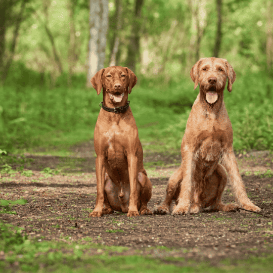 Are Vizslas Better In Pairs