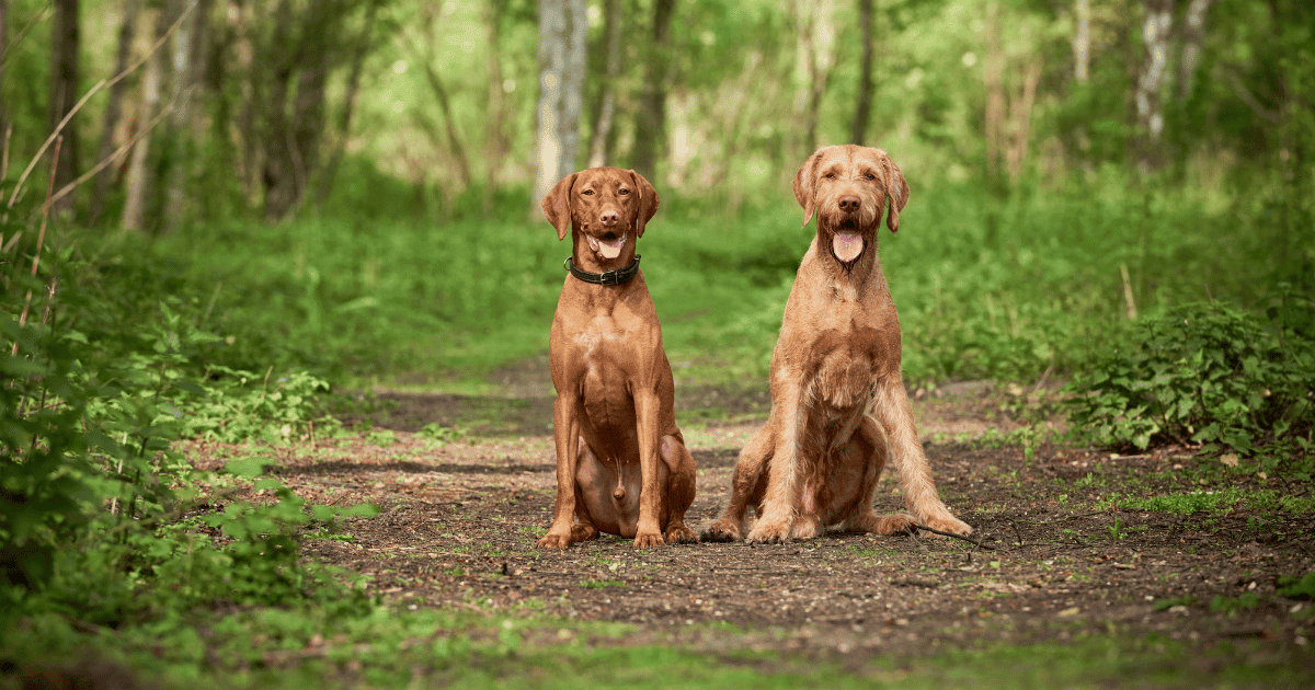 Are Vizslas Better In Pairs