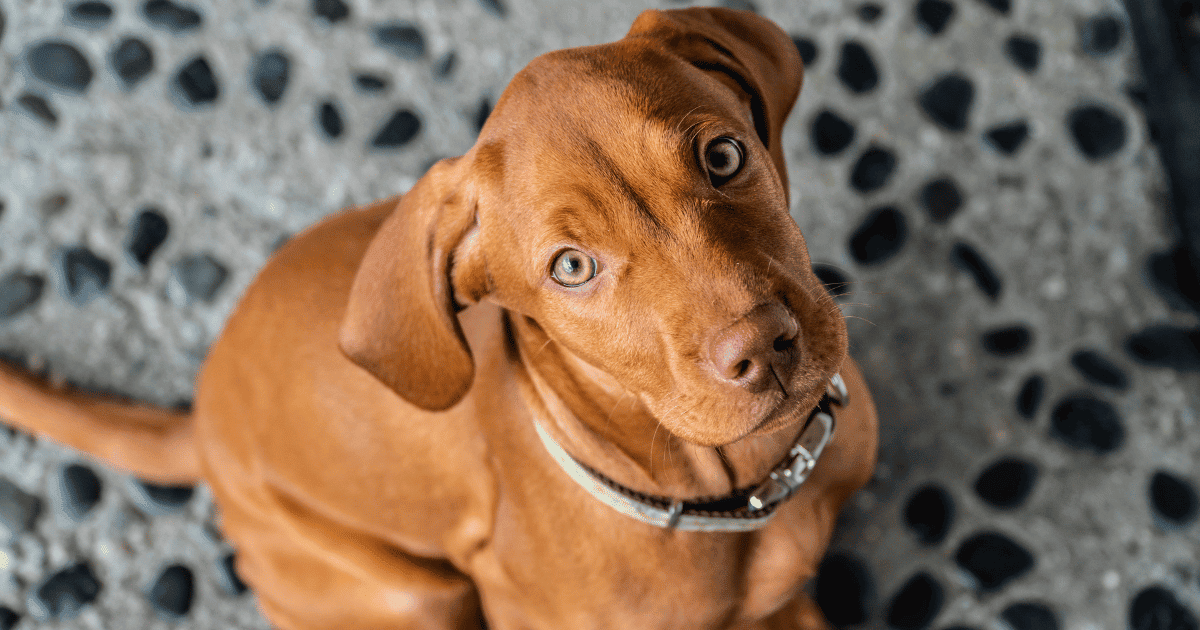 Are Vizslas Good Apartment Dogs