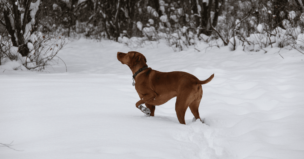 Are Vizslas High Maintenance
