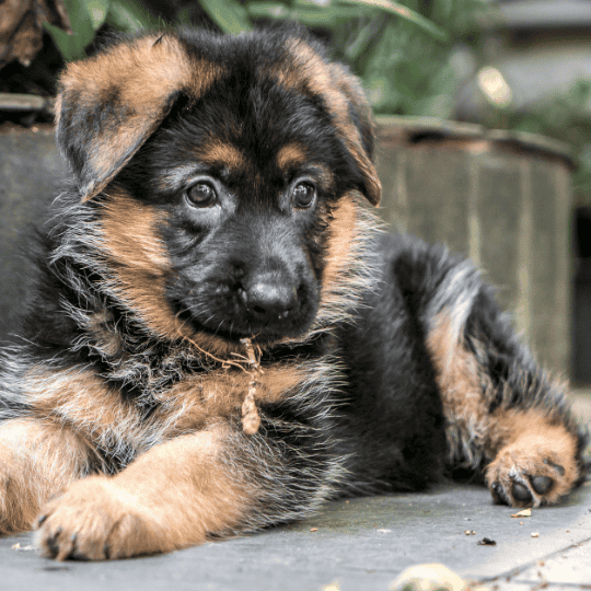 Australian Shepherd Not Eating