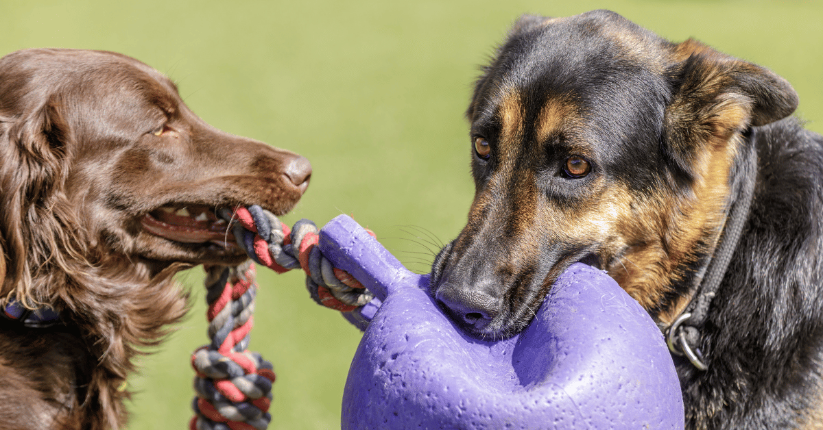 Best Companion Dogs For Australian Shepherds