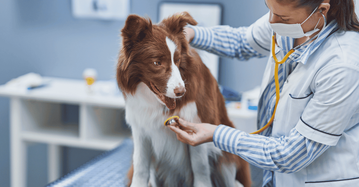 Border Collies With Diarrhea