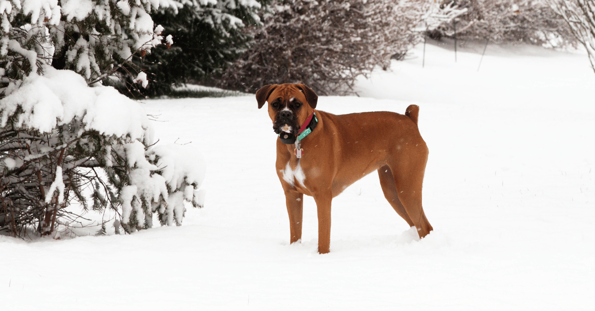 Boxer Dog Prices