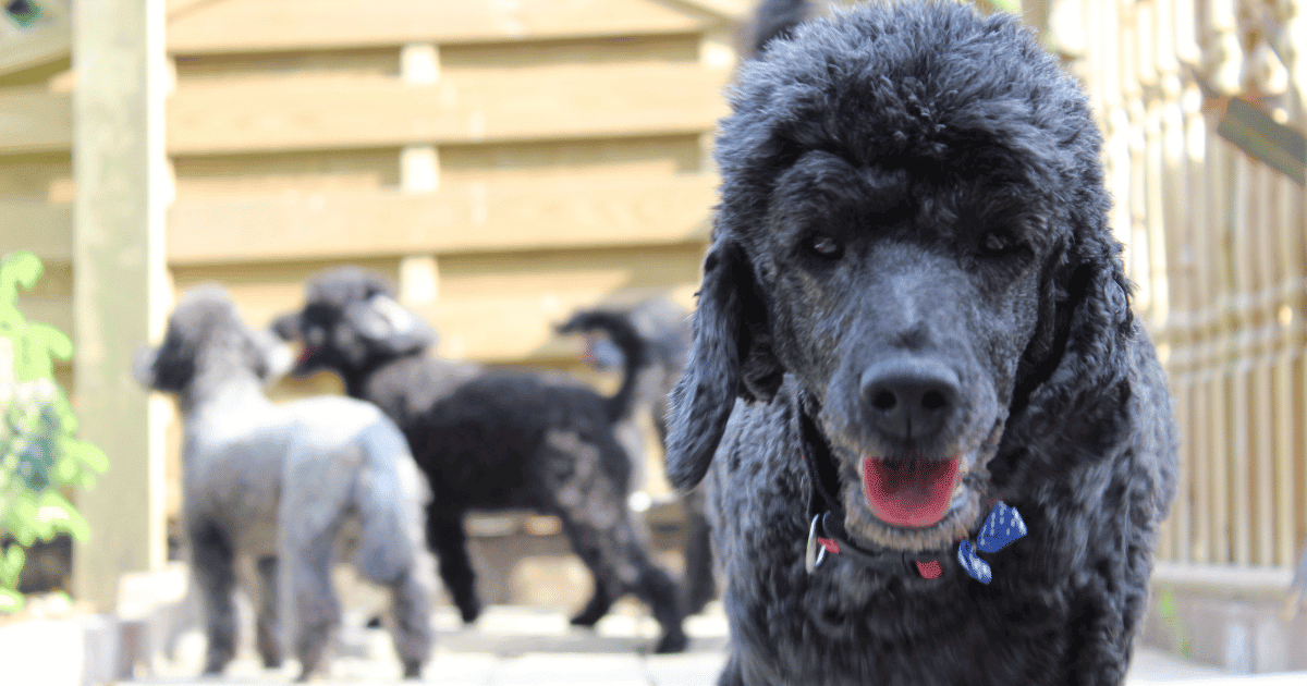 10 Breeds That Get Along Well With Poodles Top Companions