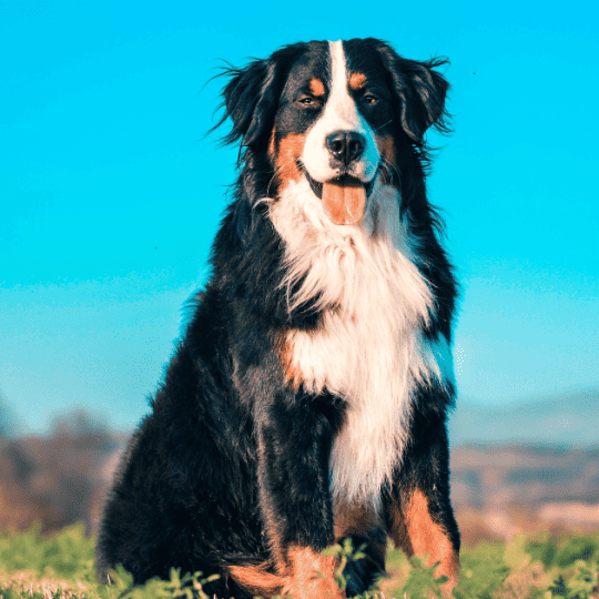 Can Bernese Mountain Dogs Climb Stairs