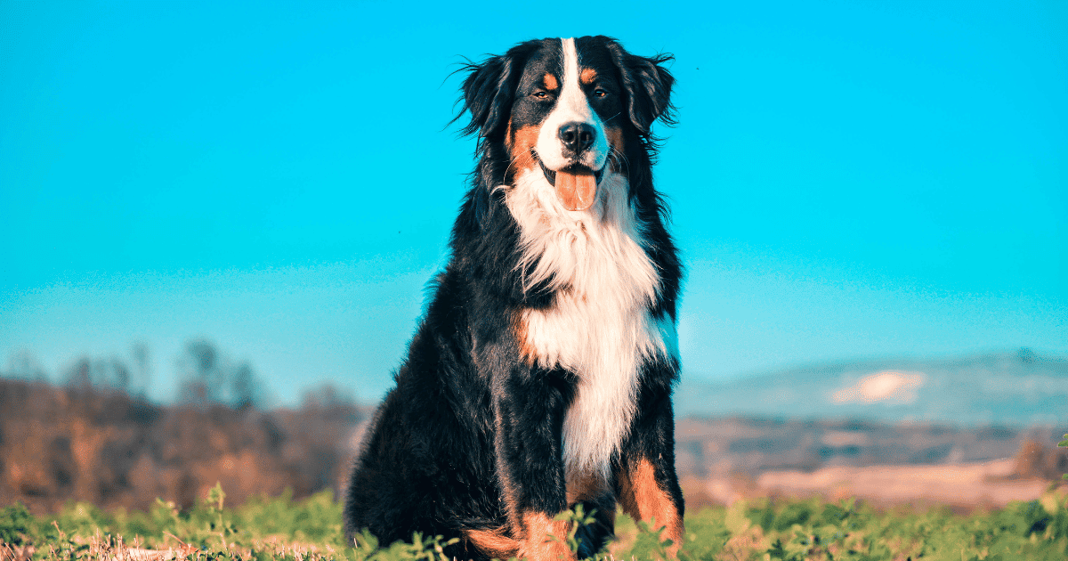 Can Bernese Mountain Dogs Climb Stairs