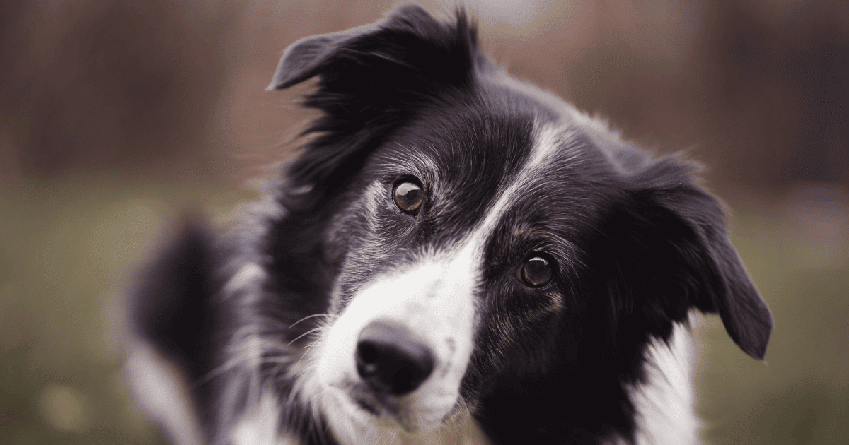Can Border Collies Be Shaved
