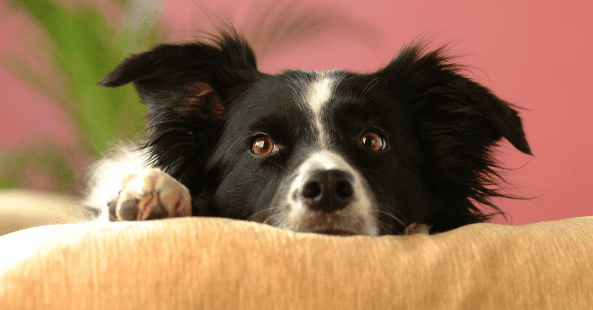 Can Border Collies Live In Apartments