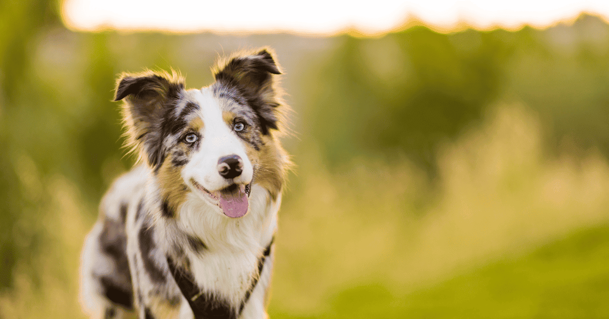 Can Border Collies Live Outside