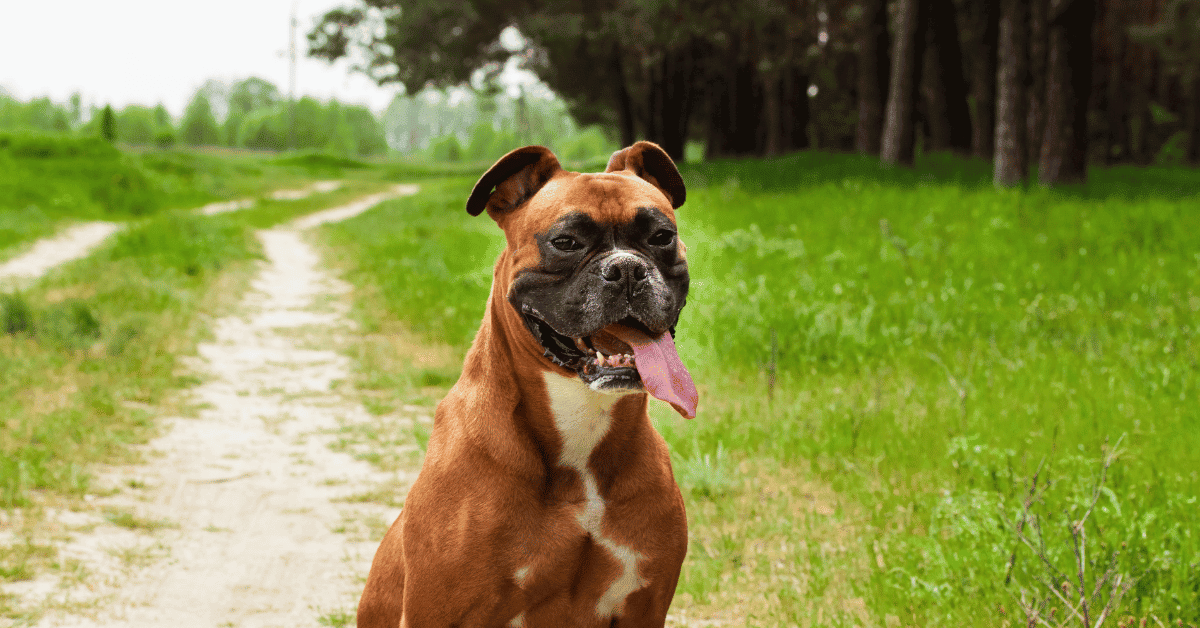 Can Boxer Dogs Eat Cheese