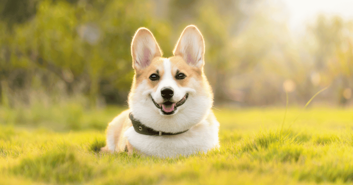 Can Corgis Go On Hikes