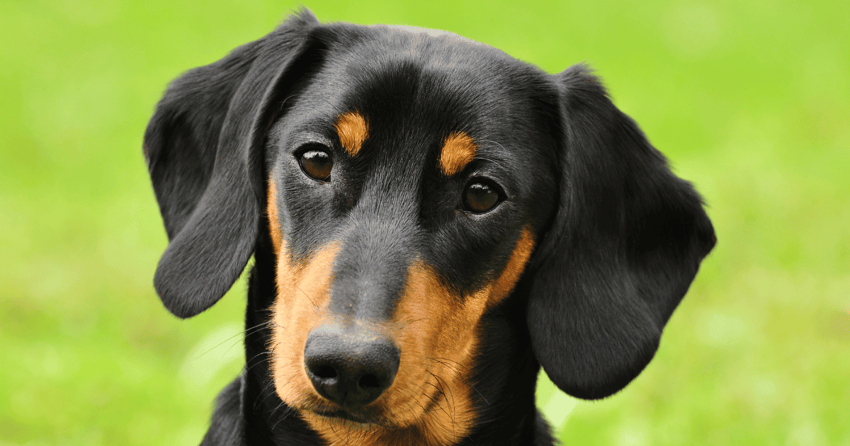 Can Dachshunds Drink Milk