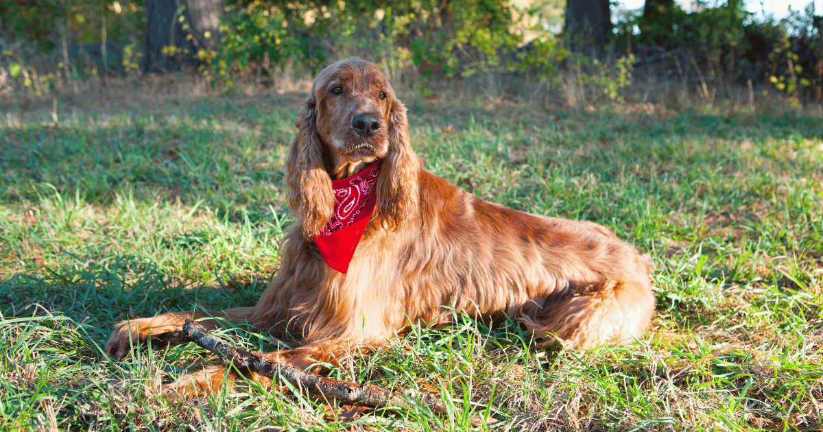 Can Irish Setters Be Left Home Alone