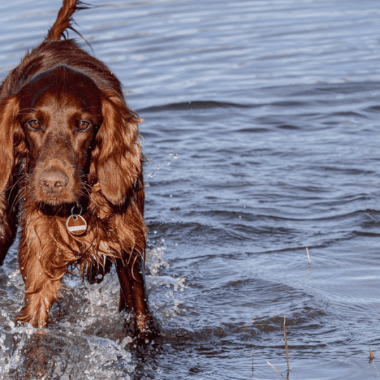 Can Irish Setters Swim