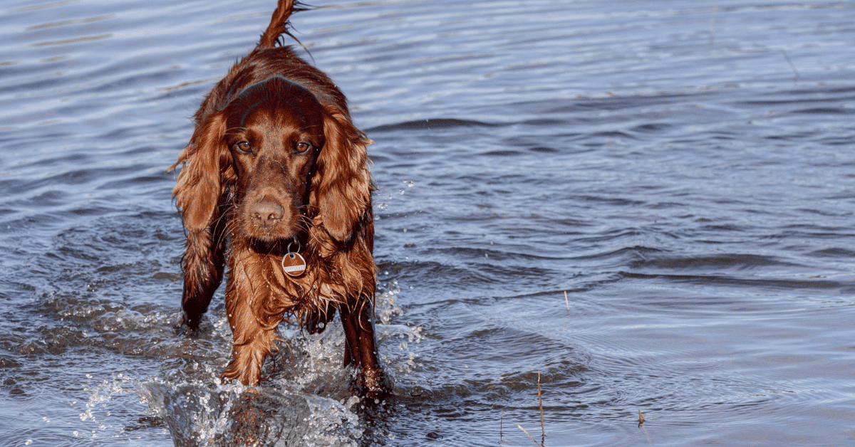 Can Irish Setters Swim