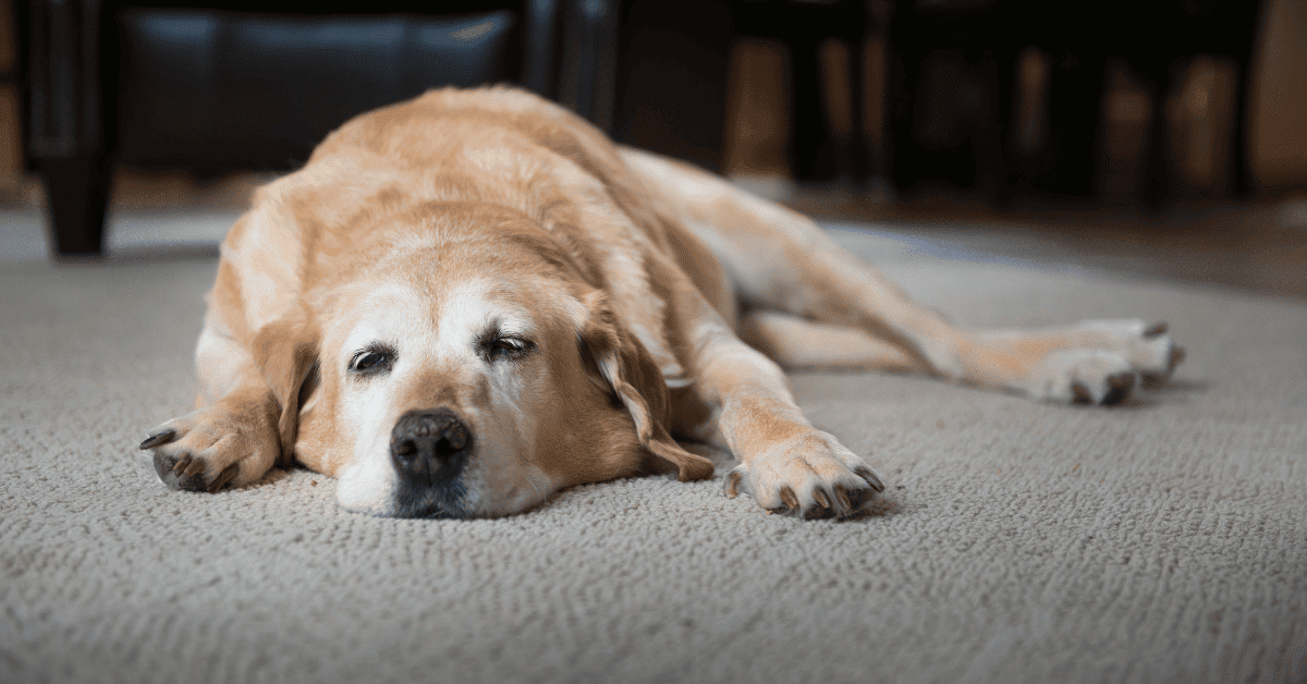 Caring For Senior Dogs With Dementia
