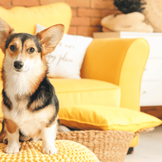 Corgi Always Hungry
