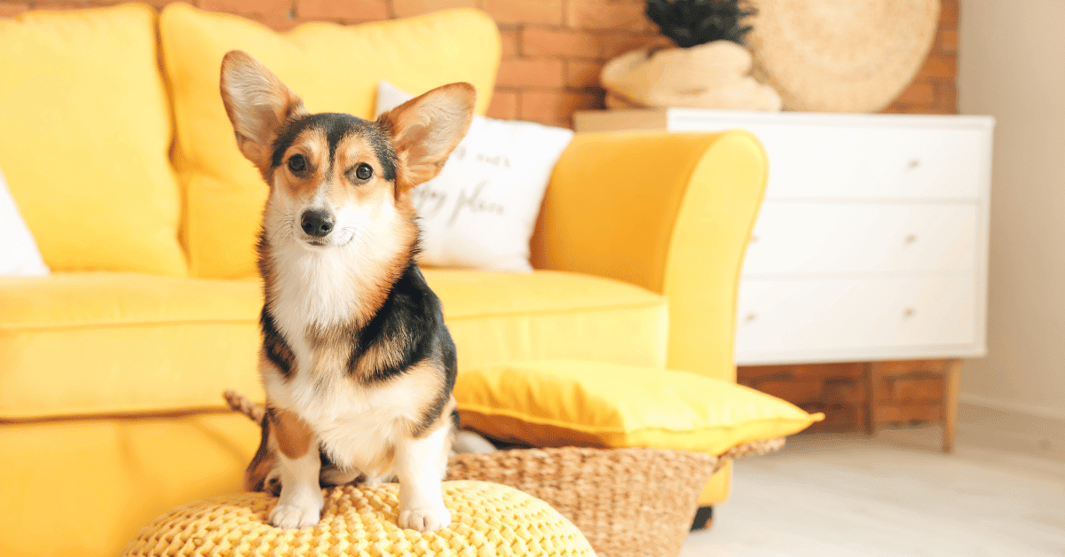 Corgi Always Hungry