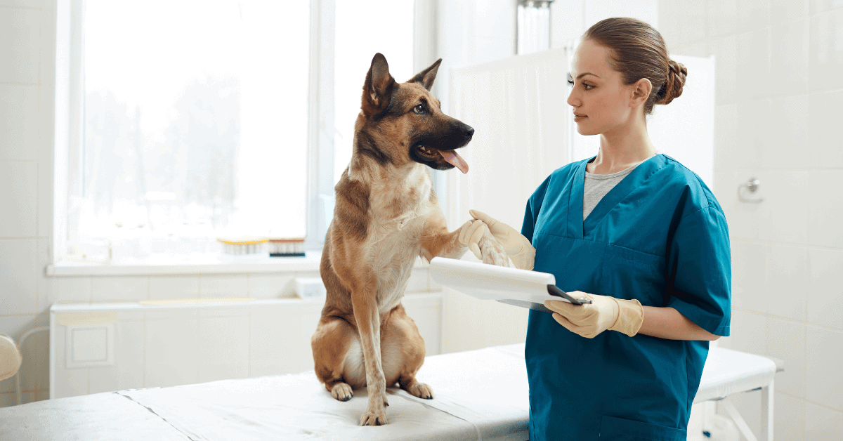 Do Australian Shepherds Have Sensitive Stomachs
