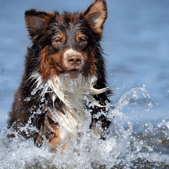 Do Australian Shepherds Like Water