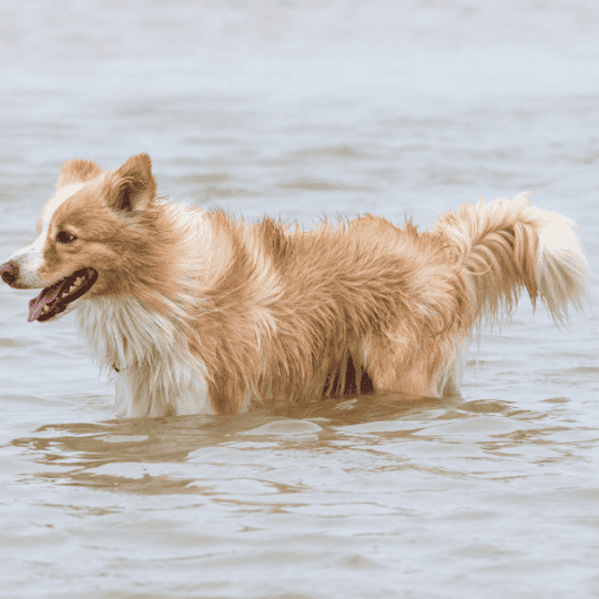 Do Border Collies Like Water