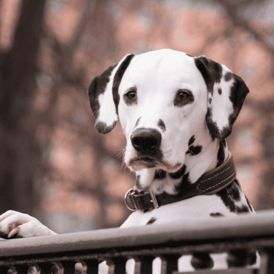 Do Dalmatians Go Blind or Deaf