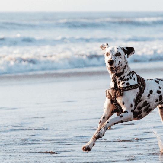 Do Dalmatians Smell Bad