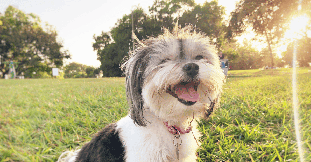 Do Havanese Bark A Lot