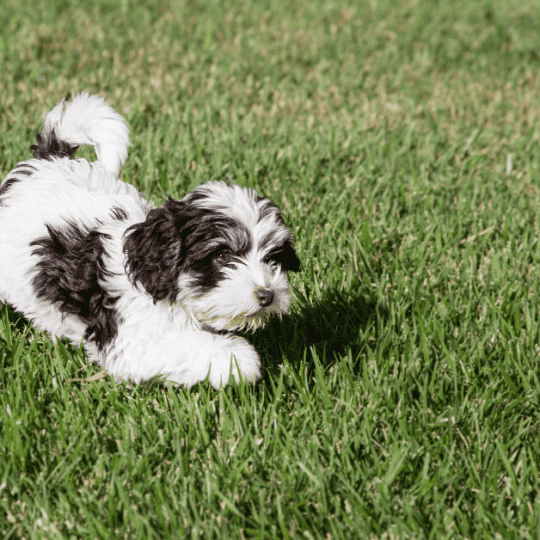 Do Havanese Puppies Change Color