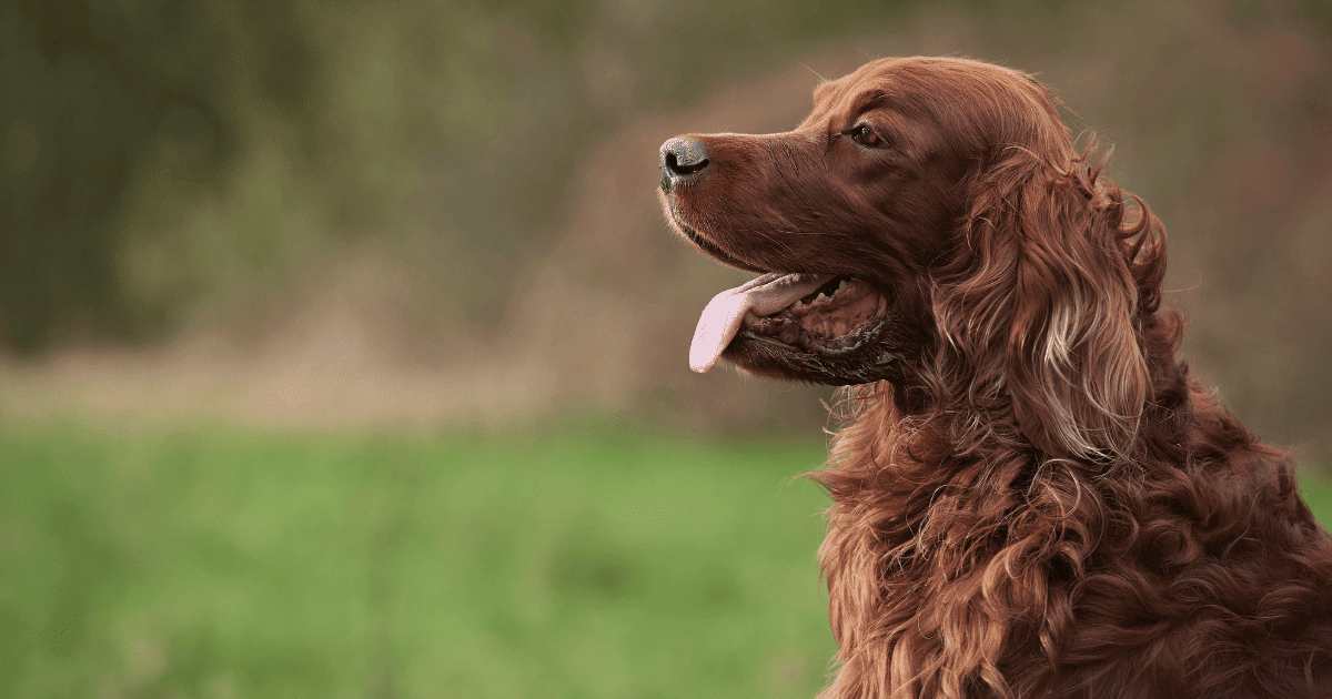 Do Irish Setters Like To Cuddle