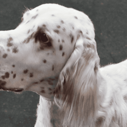 Do Irish Setters Shed